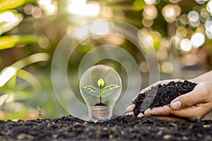 Tree grows in light bulbs, energy-saving.