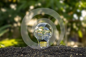 Tree grows in light bulbs, energy-saving and environmental concepts