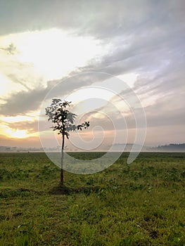 a tree that grows in the middle of a misty rice field.