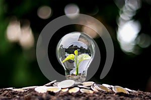 The tree grows on money in energy-saving light bulbs, the concept of financial growth, energy saving.