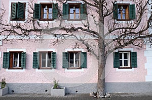 The tree grows next to the house