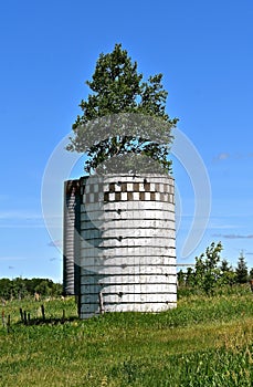 A tree grows out of an empty abandoned silo