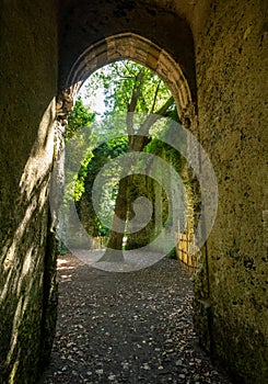 Tree grows in the overgrown ruins of St Maryâ€™s church, hidden in woods in East Somerton near Winterton-on-Sea, North Norfolk UK