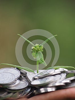 the tree grows pile of coins photo