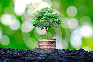 The tree grows on a pile of coins or money.