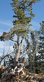 A Tree Grows from the Rocks