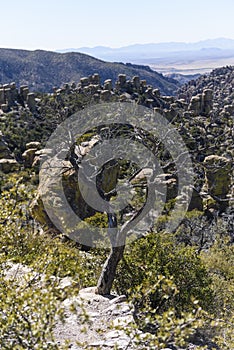 Tree grows on the rocks of Chiricahua National Monument