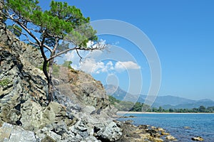 Tree grows on rocky shore