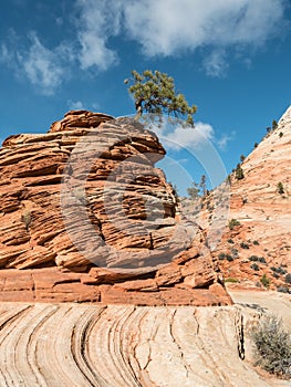 Tree grows in the sandstone, Zion National Park