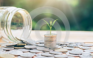 The tree grows on silver, coins and glass jars pouring coins. denotes business growth.