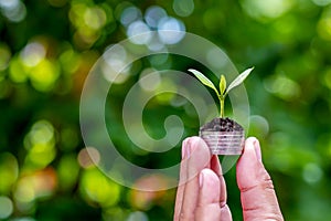 The tree grows sustainably on a coin in human hands.