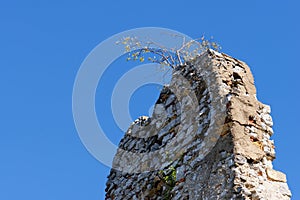 Tree grows on top of ruin of medieval castle wall