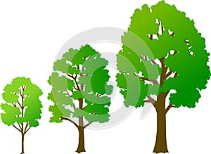 Un árbol crecimiento  un rectángulo que delimita el área imprimible 