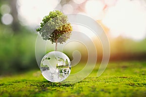 tree growth on globe glass in nature. concept eco earth day