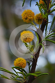 Little yellow flowers similar to diente de leon2 photo