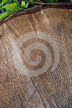 Tree Growth Rings