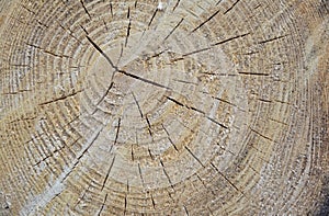 Tree growth rings
