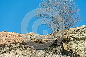 Tree growth on a sandy hill in a dry climate. A desert landscape and a lone tree against a blue sky. The top of a sand quarry