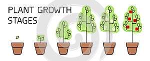 Tree growth stages infographics. Line art icons. Planting instruction template. Linear style illustration isolated on