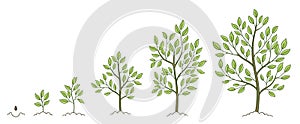 Tree growth stages. Plant development phases. Animation progression. Vector sketch infographic set. The life cycle.