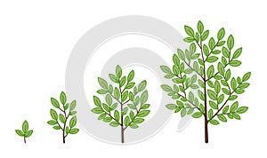 Tree growth stages. Ripening period infographic progression. Tree life cycle seedling phases. Vector illustration.