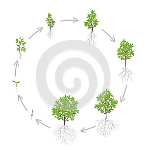 Tree growth stages. Vector illustration. Ripening period progression. Tree life cycle animation plant seedling phases