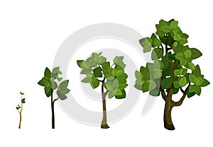 Tree growth stages. Vector sprouts and trees