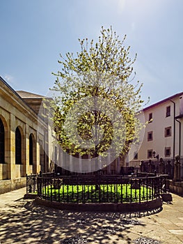 The Tree of Guernica Gernika, Basque Country