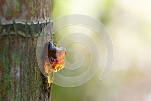 Tree gum secretion from tree stem.