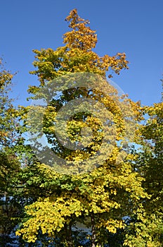 Tree half green half yellow in a sunny autumn day, vertical display photo