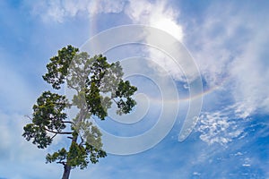 Tree with halo sun