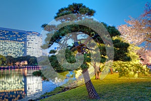 Tree at Hamarikyu Gardens in Japan