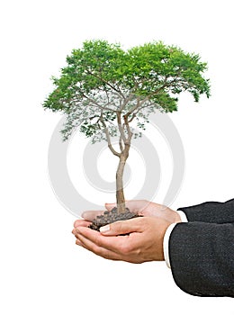 Tree in hands photo