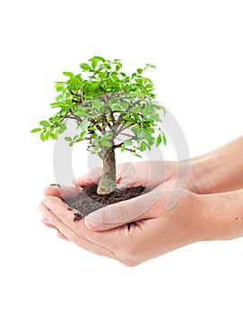 Tree in hands