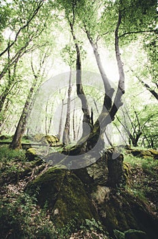 Tree hanging on cliff in green forest