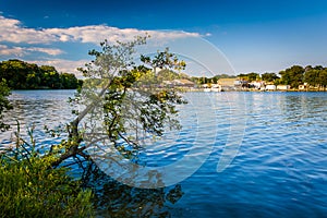 Tree hanging over the Back River at Cox Point Park in Essex, Mar