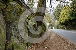 Tree hanging over road in Seattle