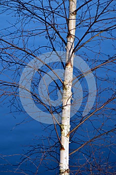 Tree hanging over water