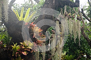 Tree with hanging roots decorations in the park.