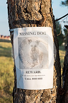 On the tree hangs the announcement of the missing puppy