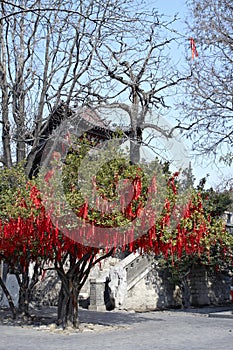 Tree hangs many red list