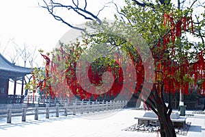 Tree hangs many red list