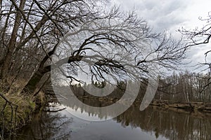 the tree hangs over the water in early spring without leaves or greenery
