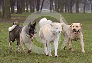 Tree happy friend - dogs