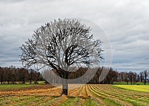 Tree on harvested field in front of a forest