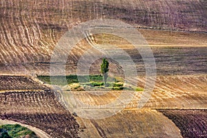 Tree in an harvested wheat