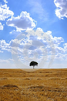 Tree in an harvested wheat field photo