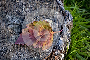 The Autumn Hawthorn Leaf On The Stump photo