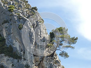 Tree that has grown in the rock on a hill in Provence