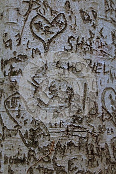 This tree has had many initials carved into it by romantic couples.